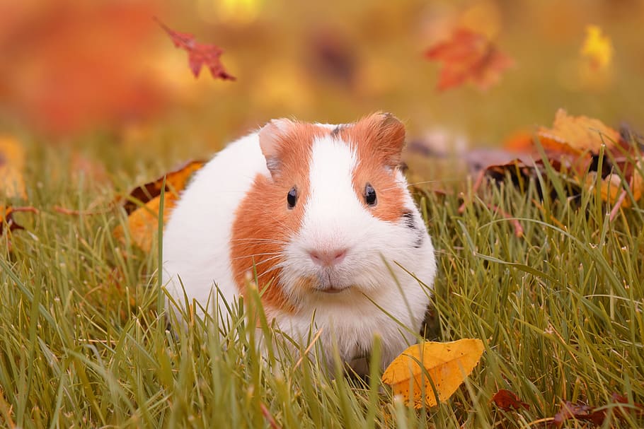 hamster, green, grass field, autumn, guinea pig, pig, pet, fall, leaves, guinea