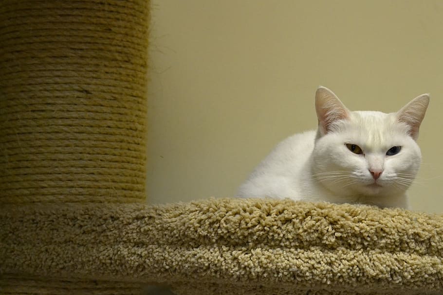 ペット 白猫 ビュー 猫 白 クローズアップ 飼い猫 動物 かわいい ネコ Pxfuel