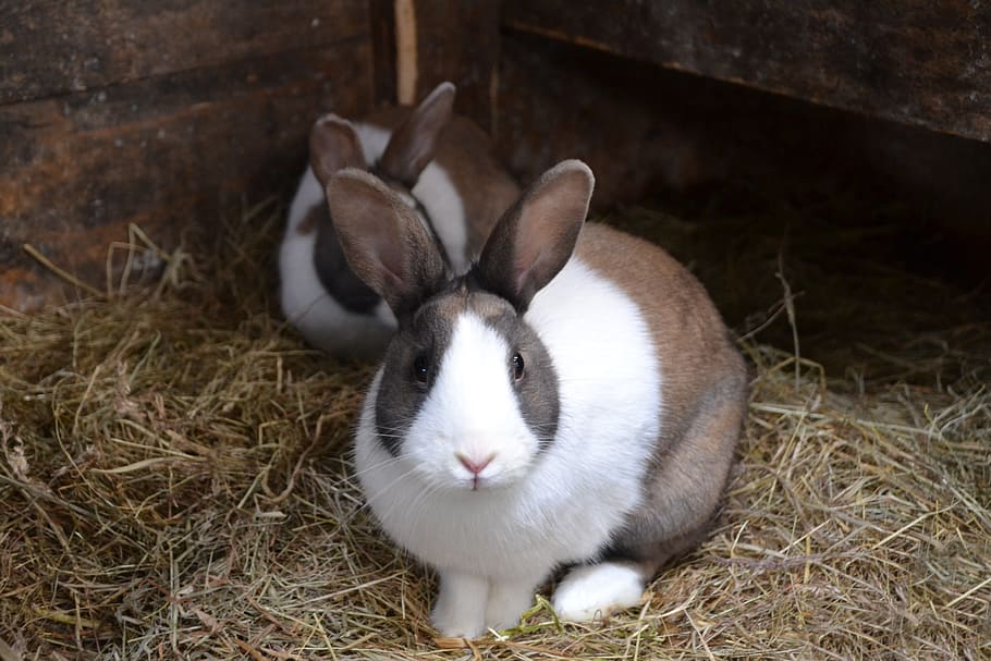 two brown-and-white rabbits, rabbit, stall, hare, fur, animal, animal themes, mammal, pets, domestic animals