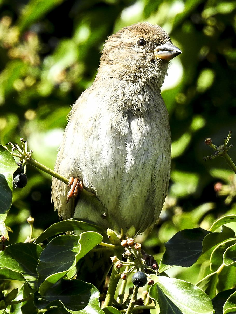Sperling, House Sparrow, Bird, sparrow, songbird, garden bird, nature, animal, one animal, animal wildlife
