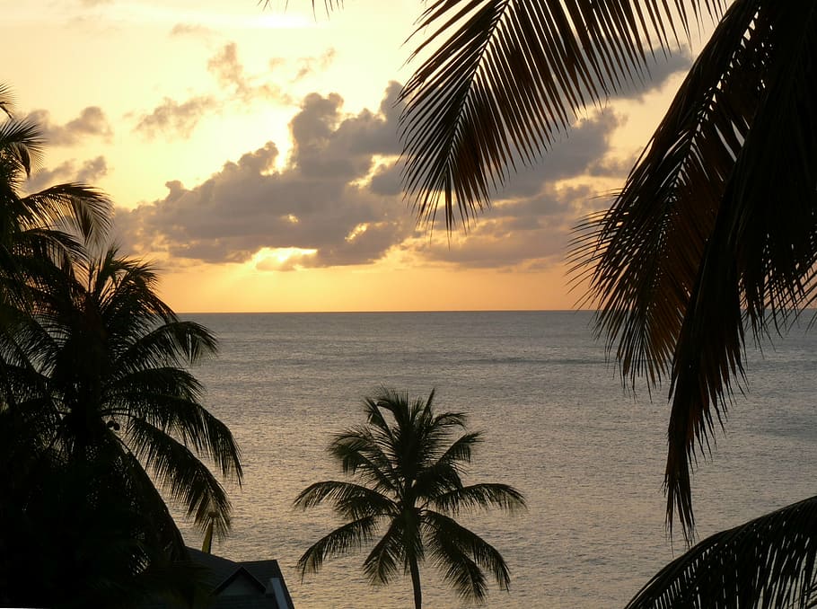 sunset, clouds, sky, golden sunset, sundown, sea, ocean, palm, palm tree, vacation