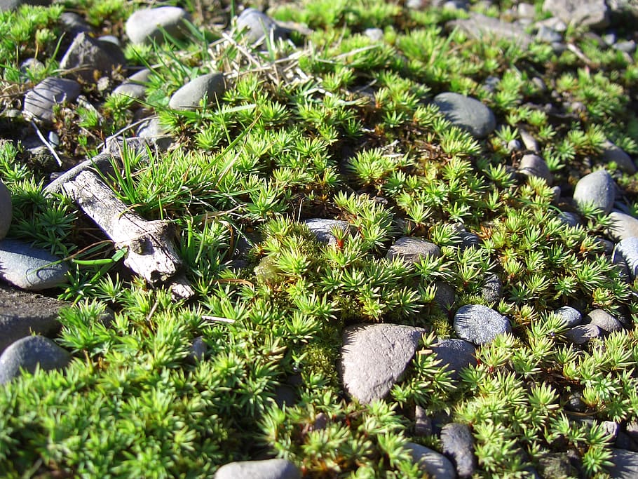 moss, ground, nature, fauna, green, natural, plant, landscape, spring, environment