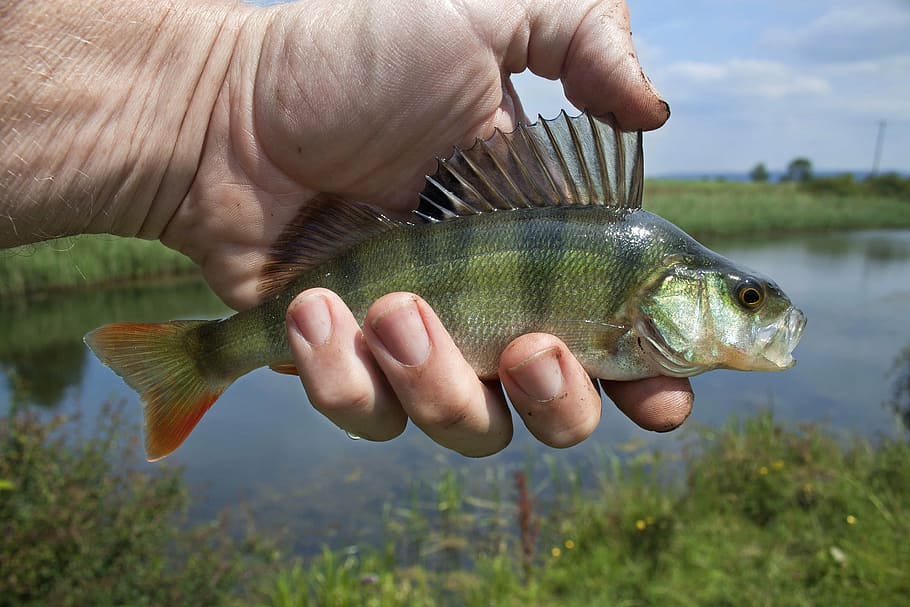 person, holding, gray, stripe fish, river fish, coarse fishing, perch, fish, freshwater, coarse