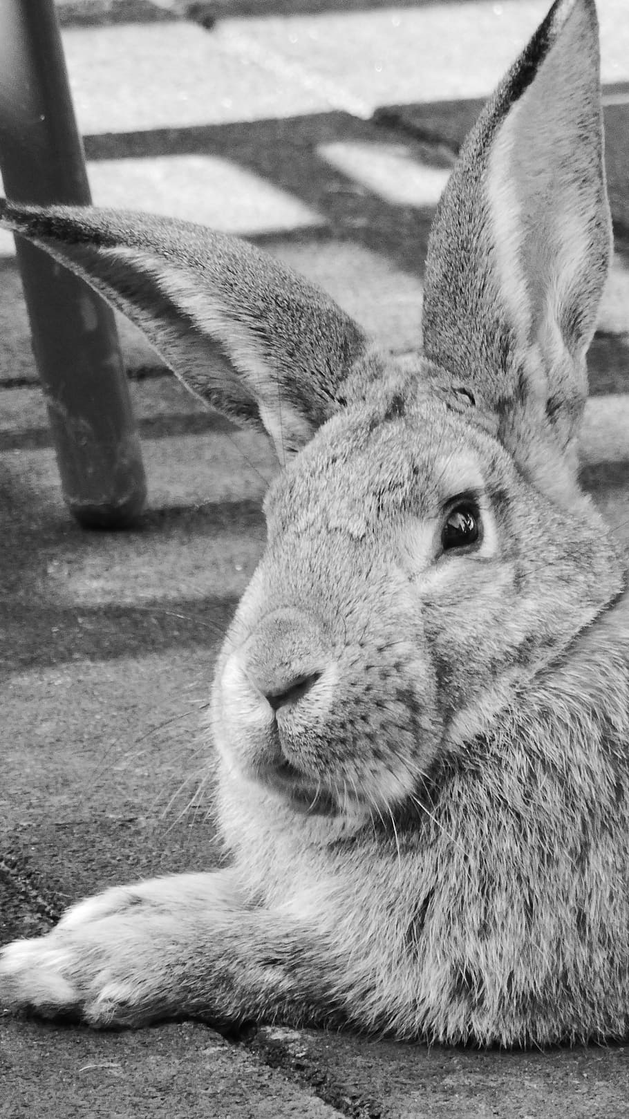gray, scale photo, rabbit, lying, concrete, floor, hare, animal, pet, nager