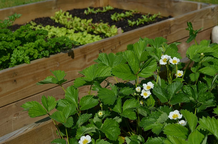 grow, strawberries, anticipation, cultivation box, early summer, plant, growth, leaf, green color, plant part