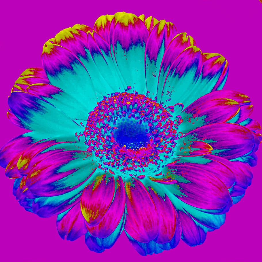 azul, rosa, amarillo, papel tapiz de flores de margarita, retro, colorido, decoración, textura, arte, fondo