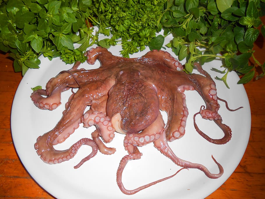 octopus, fish, calamari, sea animals, cook, food and drink, freshness, food, indoors, healthy eating