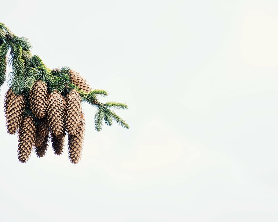 pine cone, white, background, pine, cone, tree, plant, nature, copy space, white background