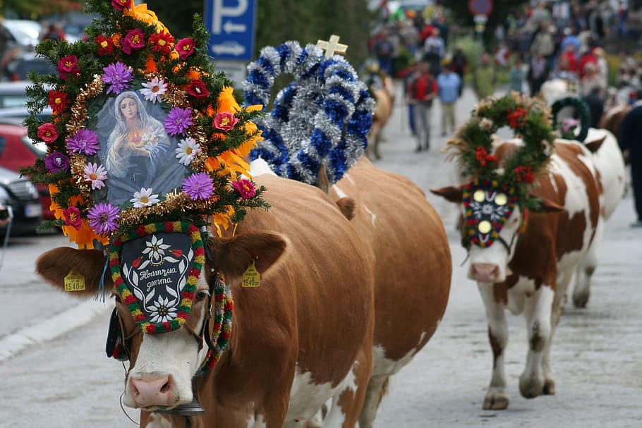 cow, almabtrieb, tradition, nature, alm, landscape, animal, jewellery, customs, summer