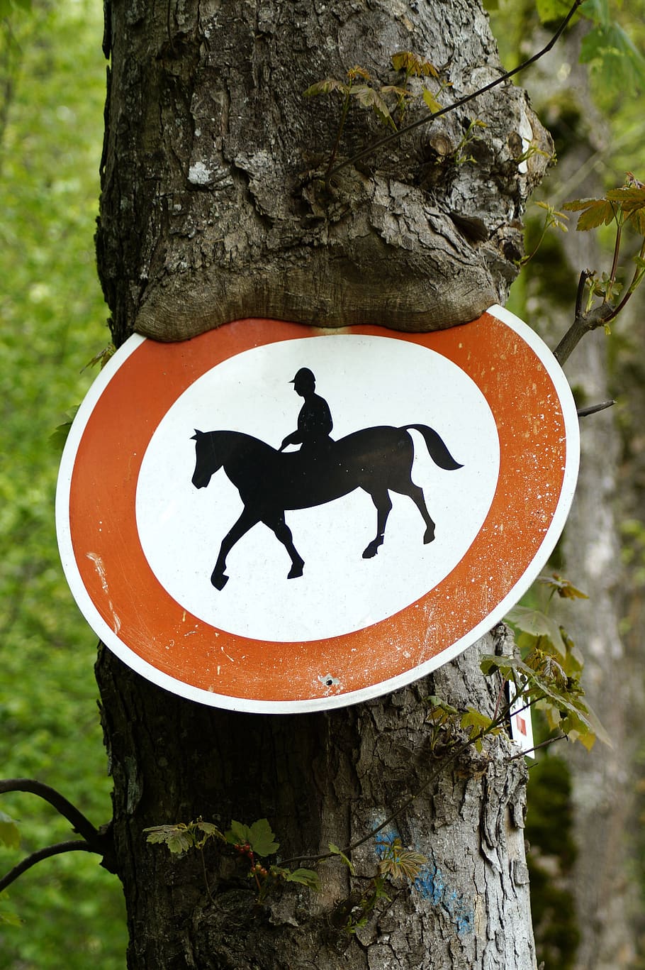 horse riding prohibited, tree, shield, horses prohibited, ride, prohibited, horse, traffic sign, sign, symbol