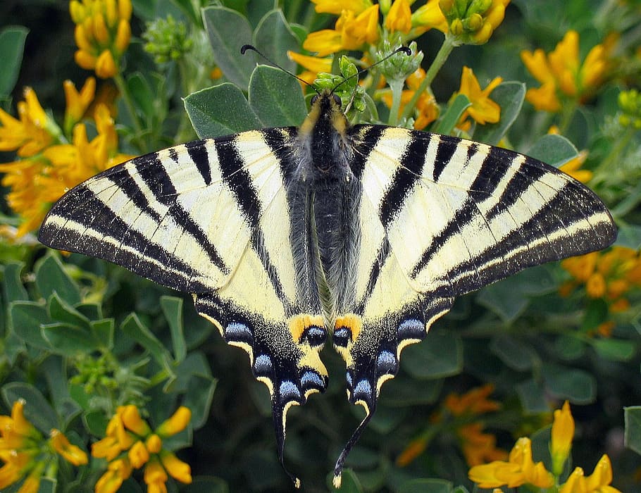 scarce swallowtail, butterfly, Scarce Swallowtail, Swallowtail, Butterfly, butterfly, iphiclides podalirius, swallowtail butterflies, papilionidae, wing, insect, animal