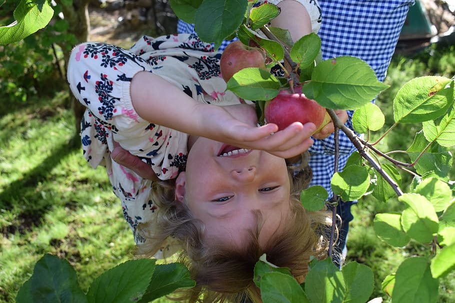 子供, 庭, リンゴ, 果物, 緑, 木, リンゴの木, 自然, 夏, 新鮮