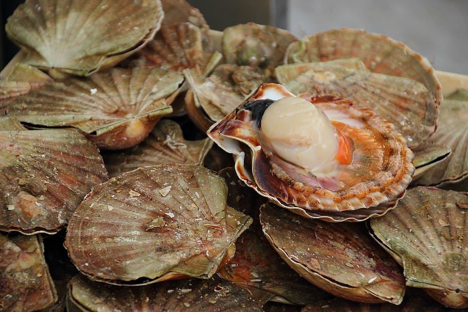 white, scallops, shell, mussels, food, seafood, mediterranean cuisine, shopping, food and drink, close-up