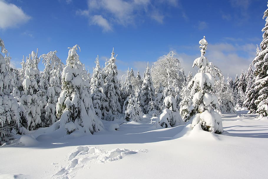 pohon pinus, tertutup, salju, siang hari, kepala pusaka, hunsrück, hutan musim dingin, jerman, sachsen, alam