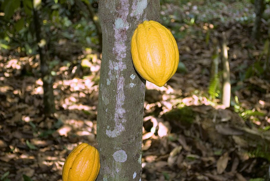 yellow, fruits, tree, cocoa, ghana, pods, pod, fruit, food, agriculture