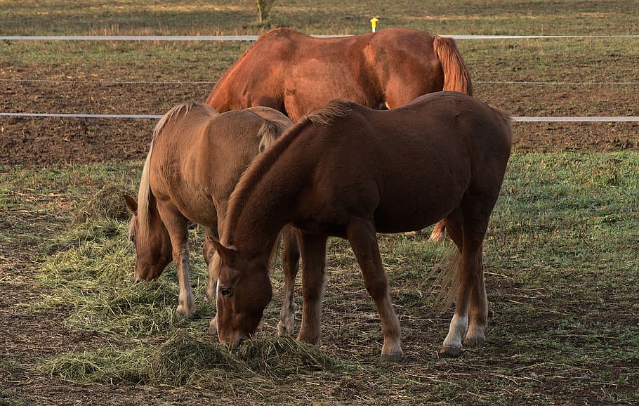 horses, pony, coupling, brown, mane, close up, equestrian, rural, willow farm, animal