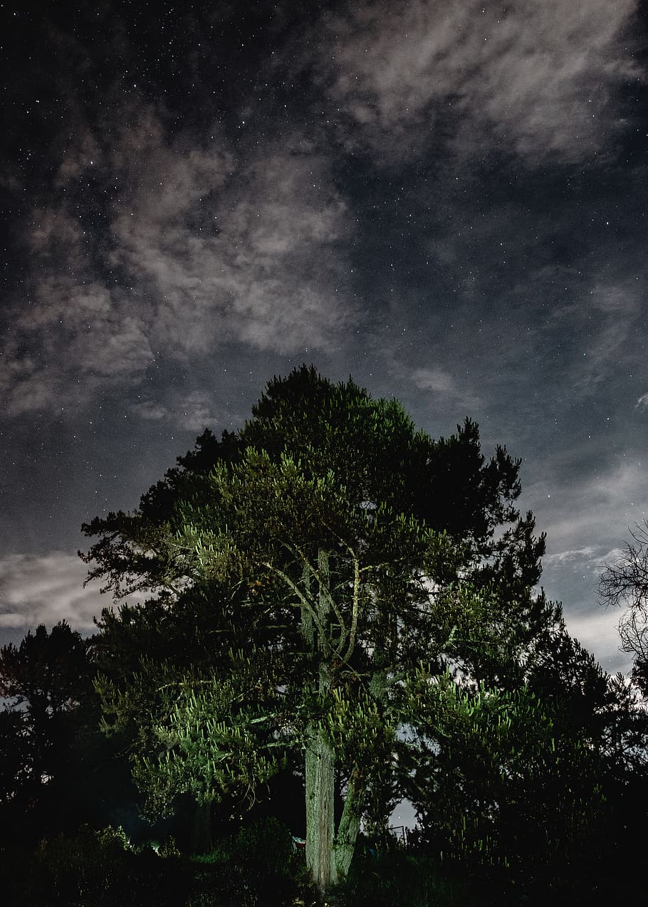 árvore, alta, folhas, tronco, natureza, céu, nuvens, escuro, estrelas, noite