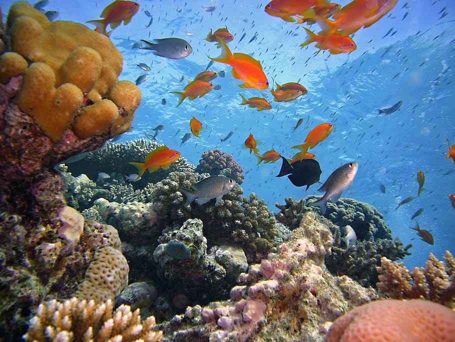 foto, berbagai macam, ikan, laut, sekolah ikan, menyelam, bawah air, karang, hidup, dunia bawah laut