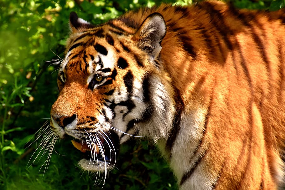 close, photography adult tiger, tiger, predator, fur, beautiful, dangerous, cat, wildlife photography, animal world