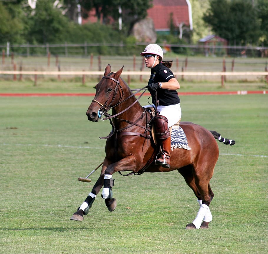 Polo, Cavalo, Animais, Esportes, Hipismo, cavalos, passeio, esporte, competição, competitivo Esporte