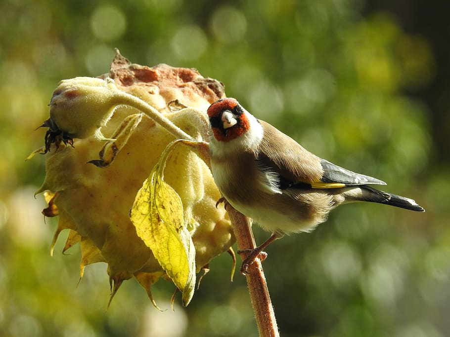 goldfinch, elegan, bunga matahari, burung, taman, satwa liar hewan, tema hewan, hewan, hewan di alam liar, bertulang belakang