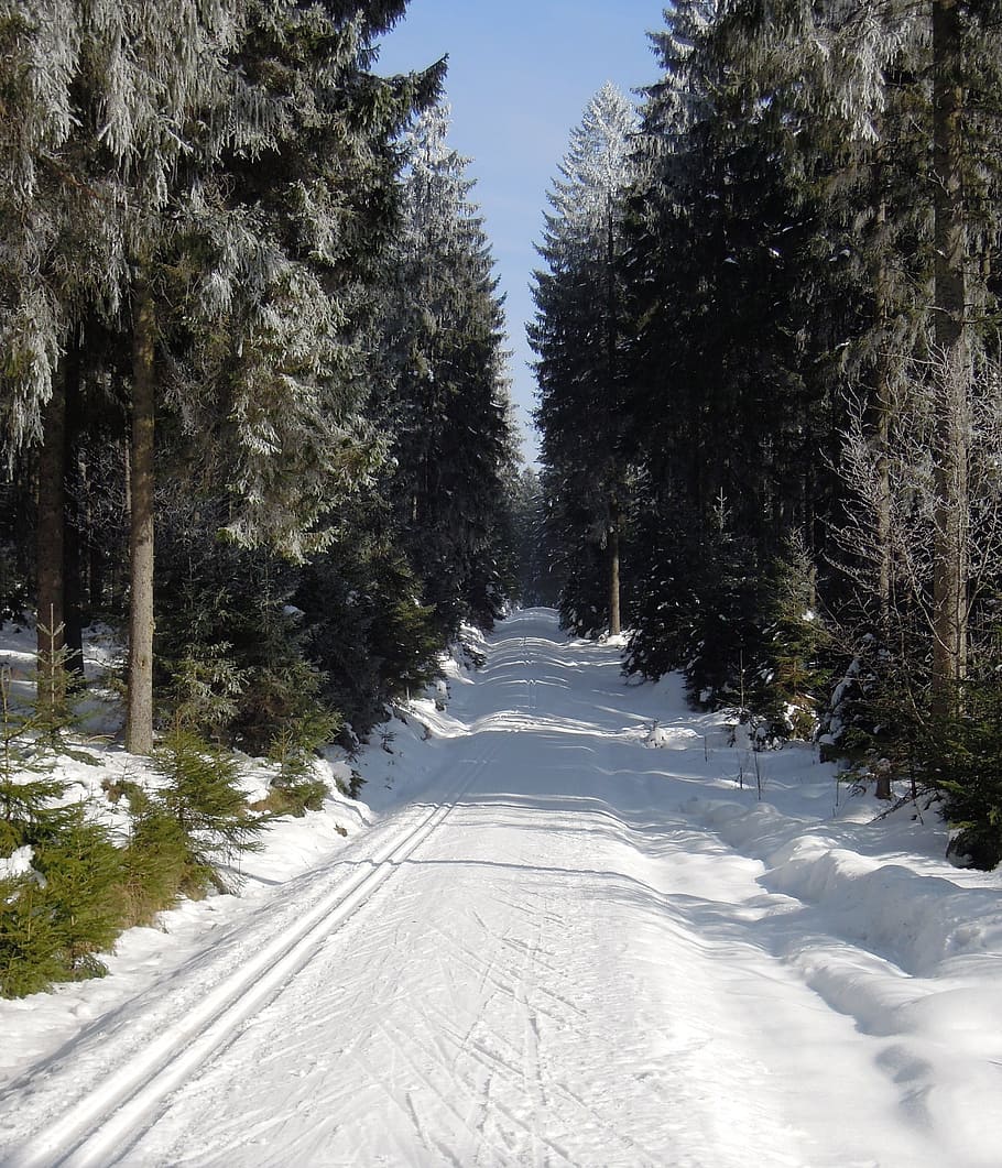 Winter, Forest Road, Snowy, Snow, forest, cross-country skiing, cross-country ski run, nature, tree, outdoors