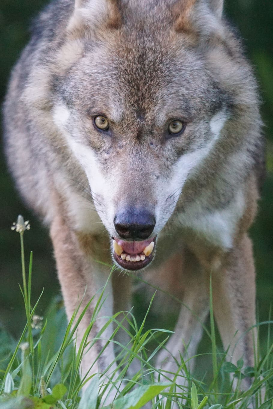 closeup, photography, brown, black, wolf, predator, european wolf, carnivores, mammal, attention