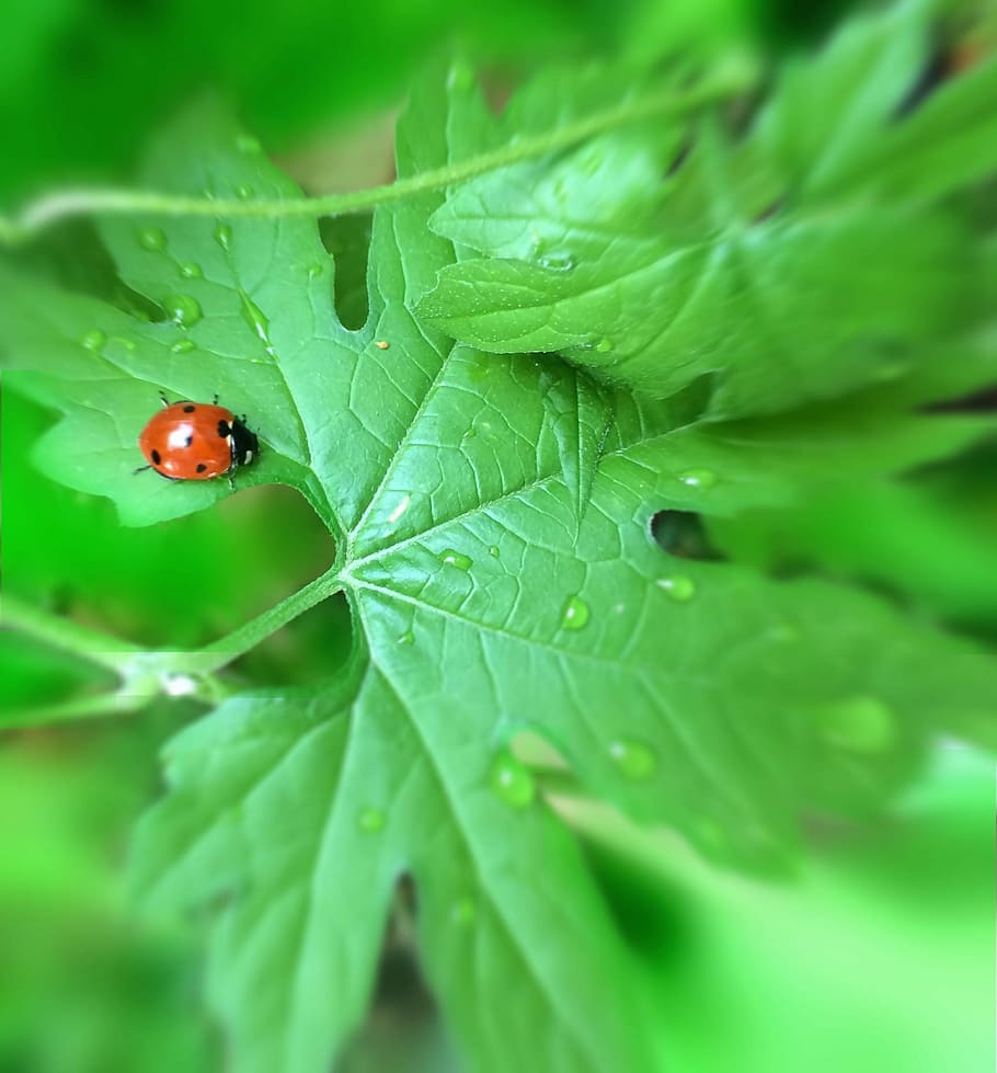 Ladybug, Rain, Drop, Drop Of Water, rain, drop, water, cucumber, leaf, green, yokosuka