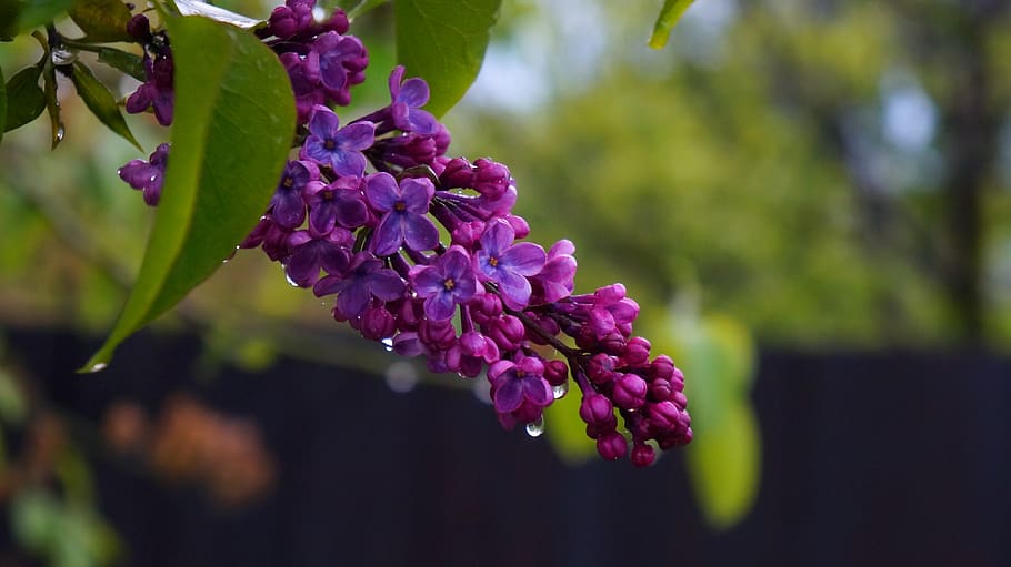 nature, plants, tree, green, foliage, violet, flowers, without, drops, water