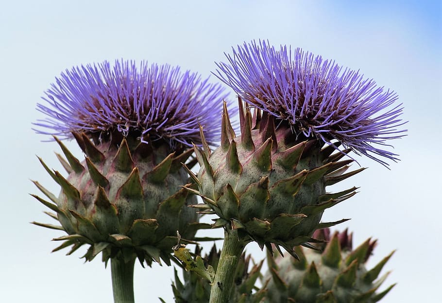 thistle, flower, plant, spikes, flowering plant, close-up, freshness, purple, beauty in nature, flower head
