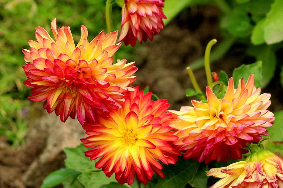 dahlias, thumbnails, flowers, colorful, the petals, summer, nature, blooming, flower, flowering plant