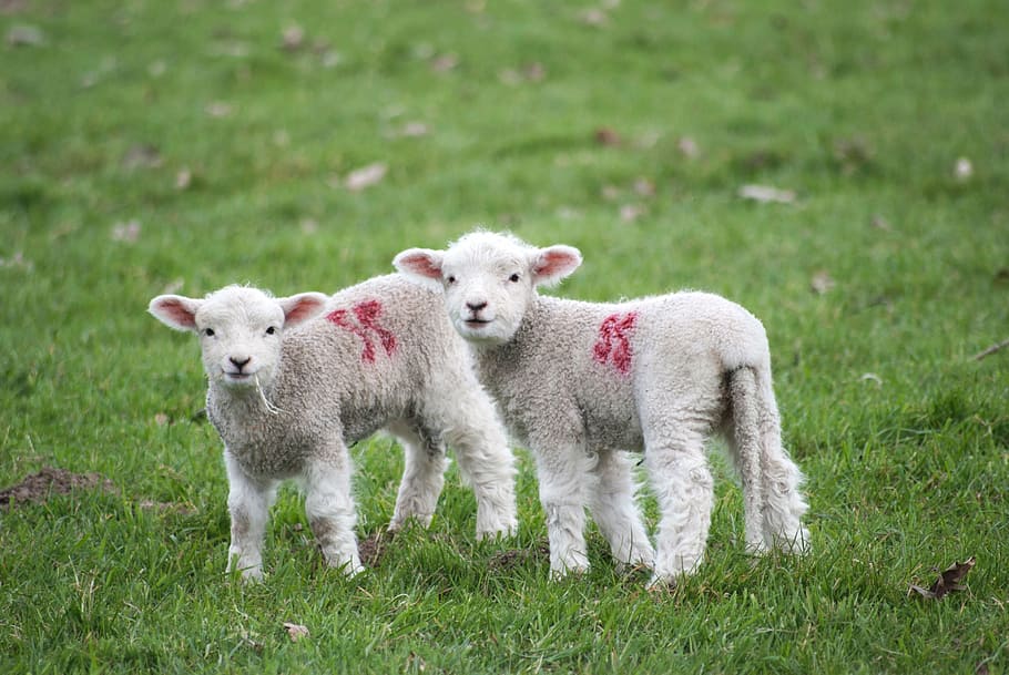 two, lambs, standing, grass field, lamb, animal, green, wool, nature, grass