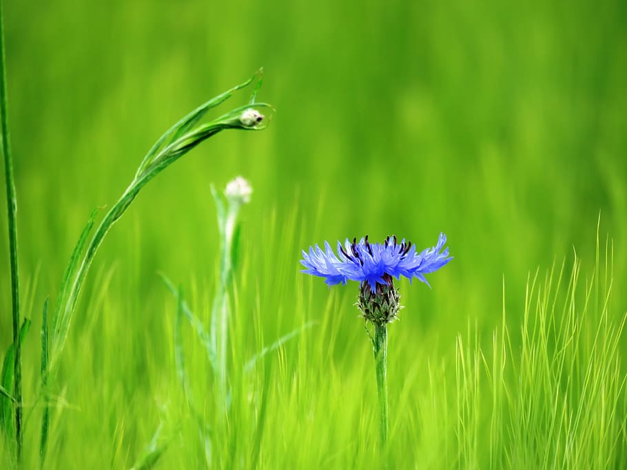 コーンフラワー ブルー ブロッサム ブルーム 野生の花 フィールド 穀物 トウモロコシ畑 自然 花 Pxfuel