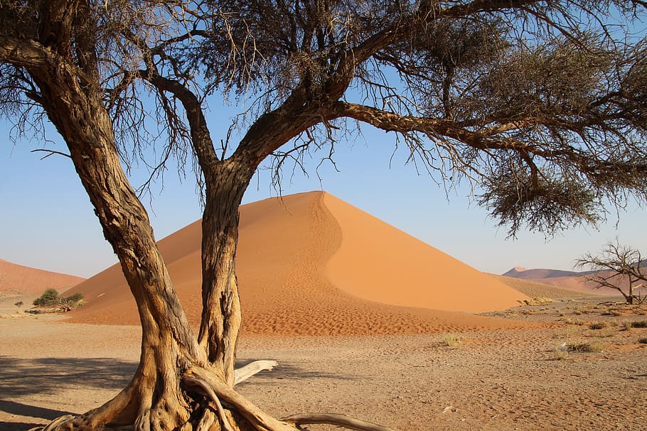 árbol namibia, desierto, áfrica, safari, naturaleza, sequía, namibia, vacaciones, heiss, arena roter
