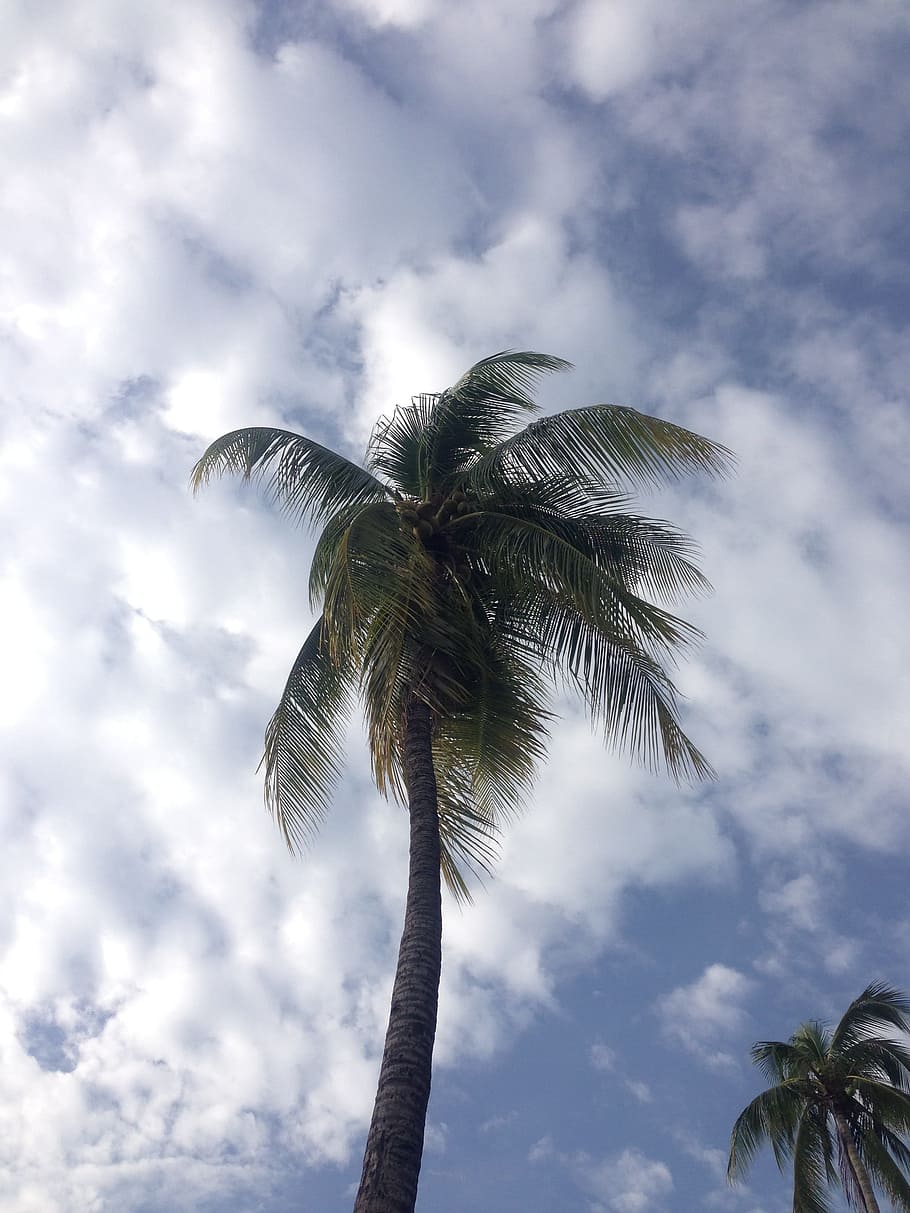 tags separated by commas, republic of the philippines wood, palm tree, tropical, palm fronds, tropical climate, cloud - sky, sky, low angle view, tree
