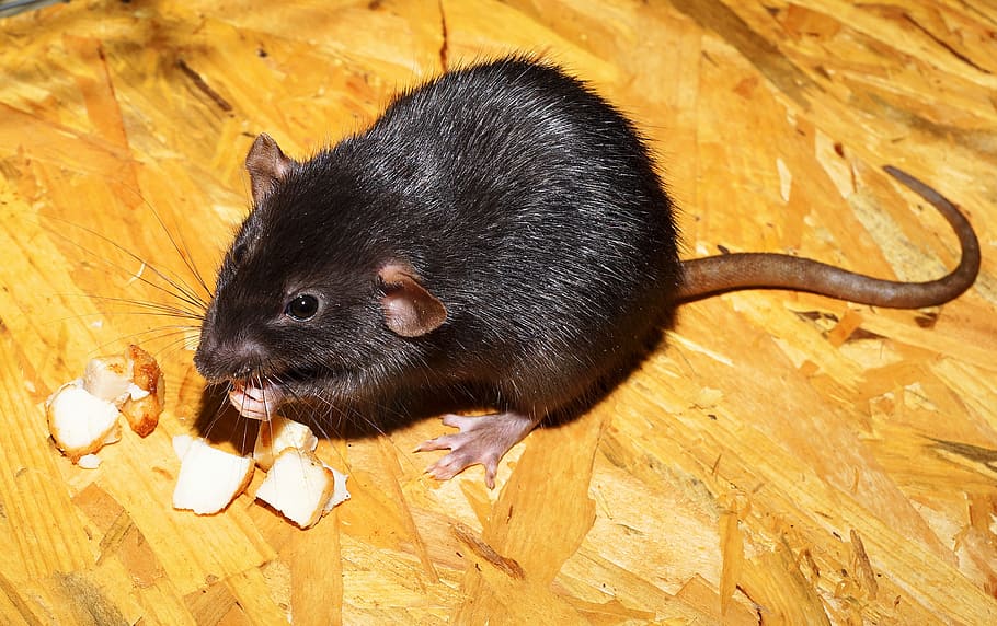 hitam, tikus, makan, makanan, tikus warna, sayang, jinak, mengkilap, bulu, potret hewan
