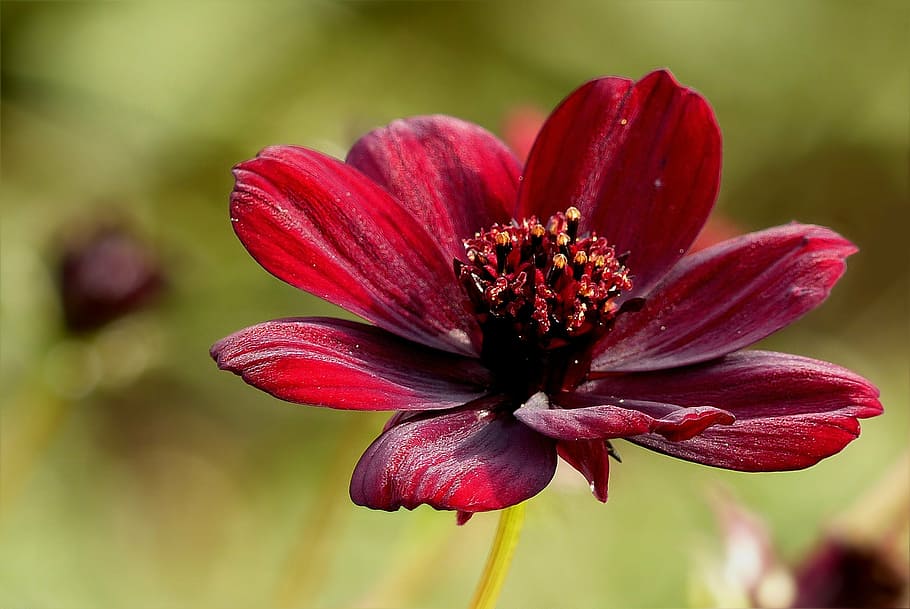 closeup, photography, red, cosmos flower, chocolate flower, autumn, park, nature, plant, petal