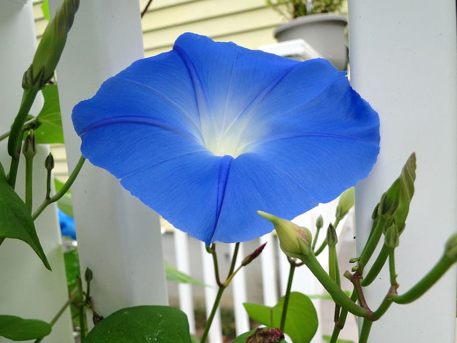 blue, flower, morning glory, bright blue, climbing, vine, summer, garden flowers, nature, floral