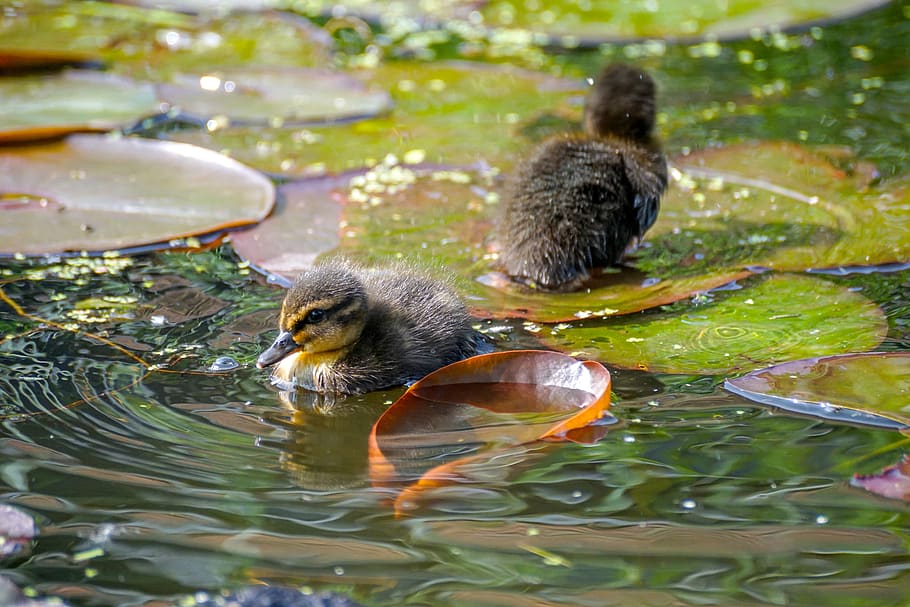 ducklings, duck, cute, animal, small, fluffy, water bird, chicks, swim, plumage