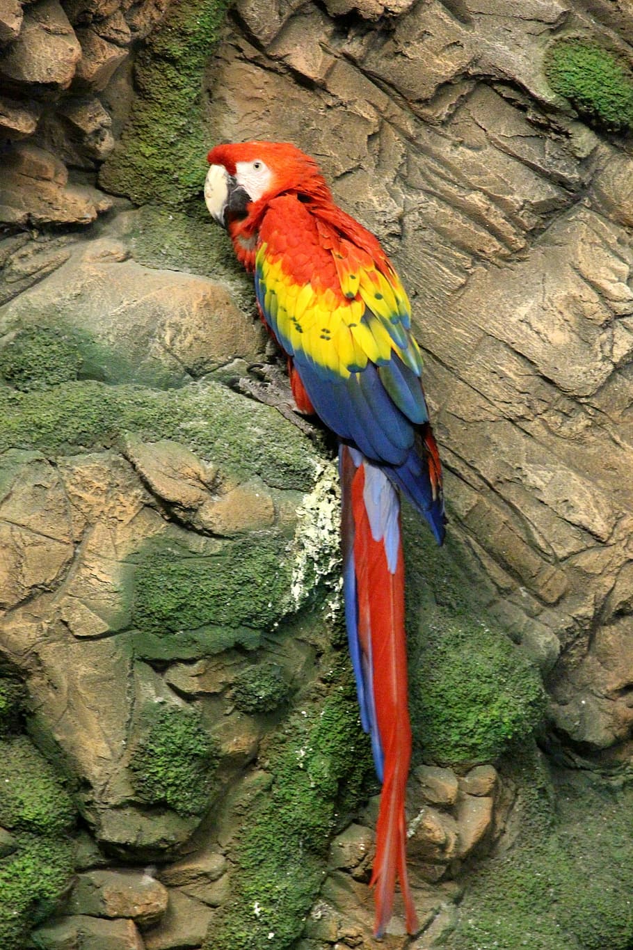 scarlet macaw, red macaw, ara macao, parrot, bird, feathered race, wall, macaw, animal, nature