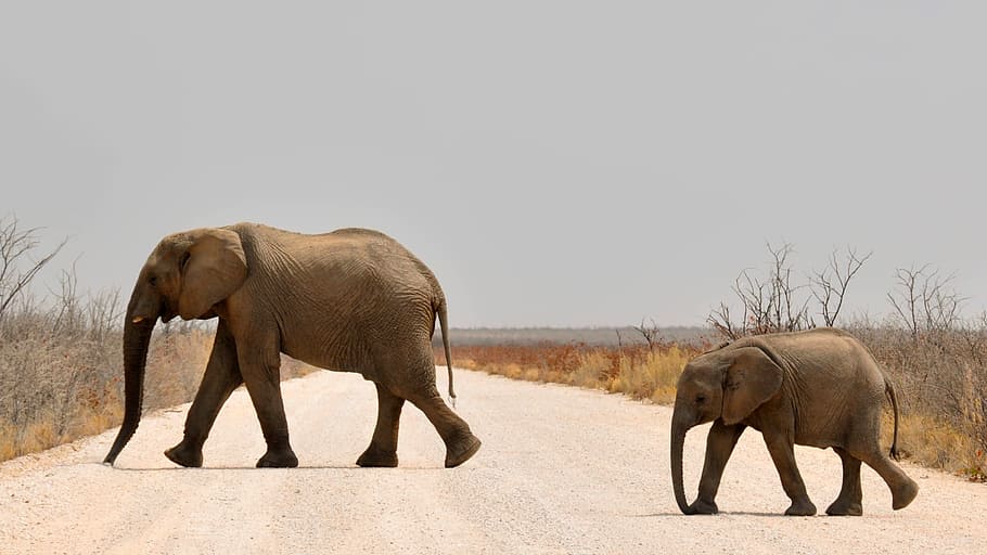 brown, elephant, crossing, street photography, baby elephant, young elephant, african bush elephant, africa, namibia, nature
