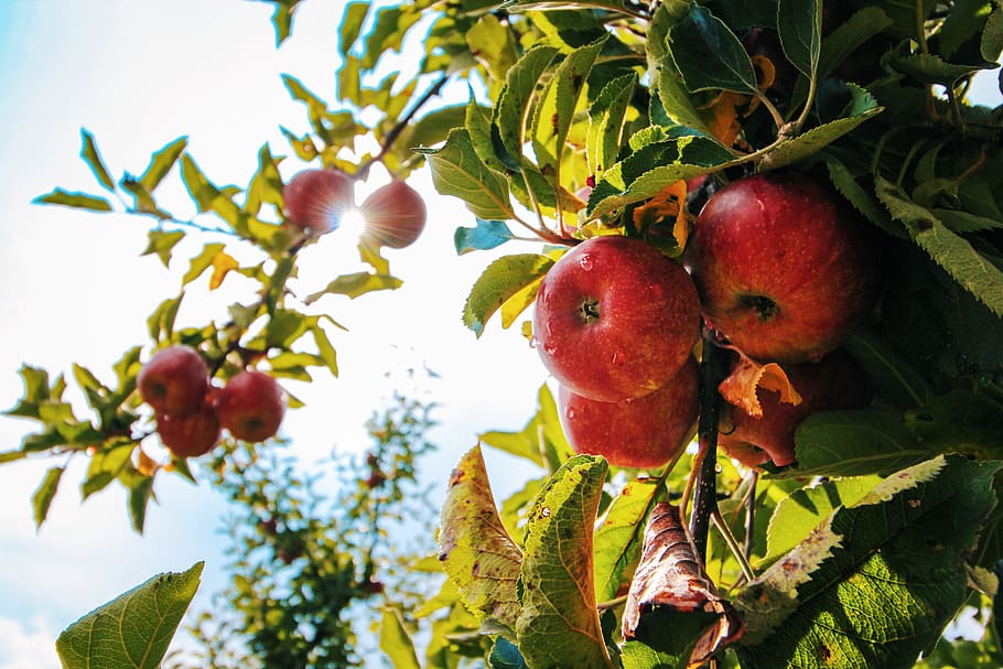 red, apple, tree, fresh, fruit, food, green, summer, spring, leaves