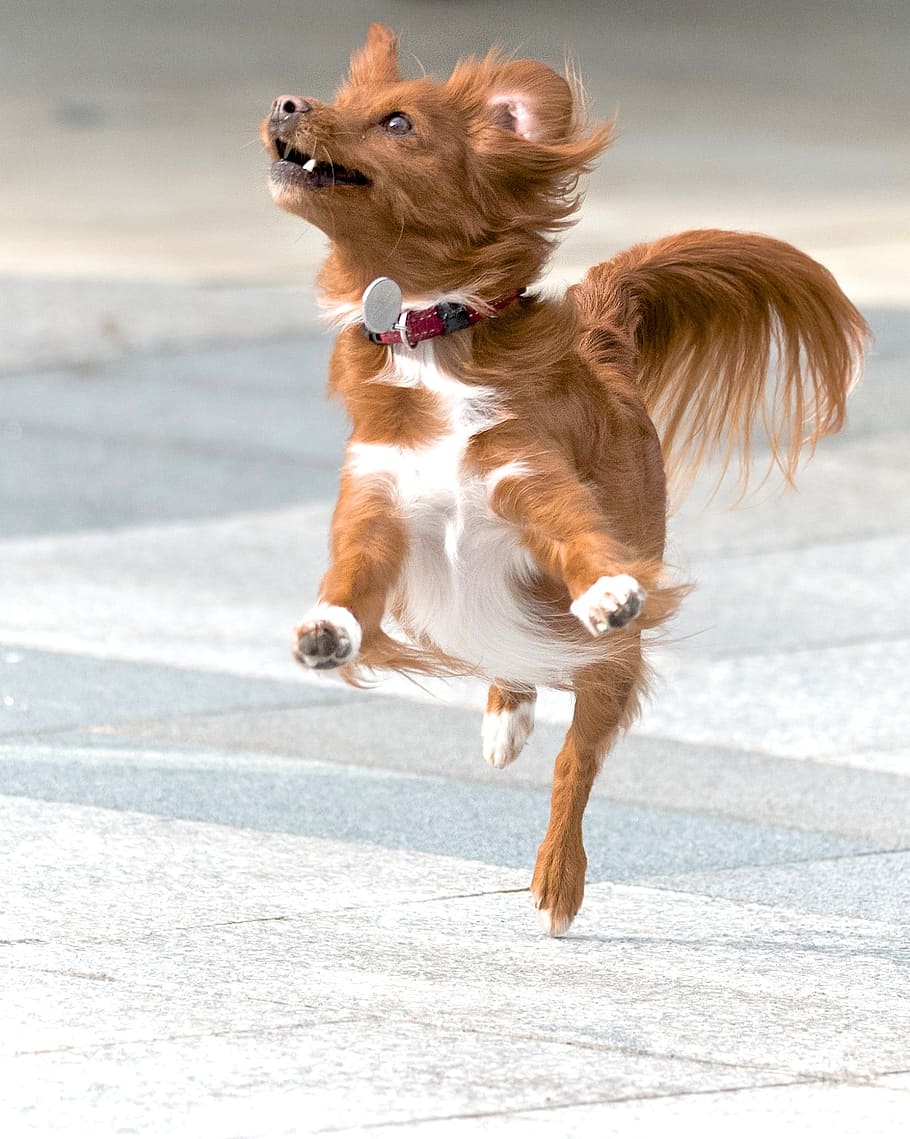 long-coated, red, white, dog, jumping, daytime, action, pet, animal, happy