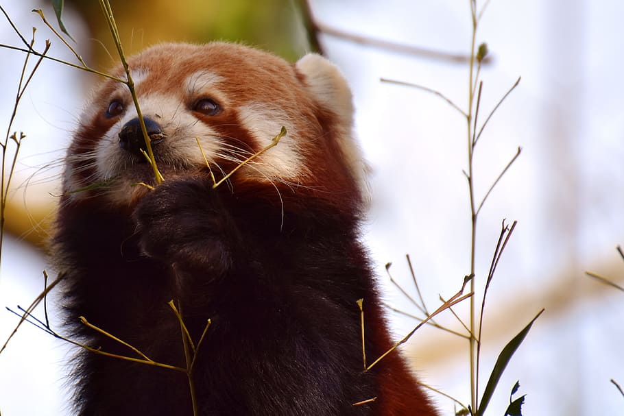 close-up photography, red, panda, green, grass, red panda, bear cat, fire fox, ailurus fulgens, predator