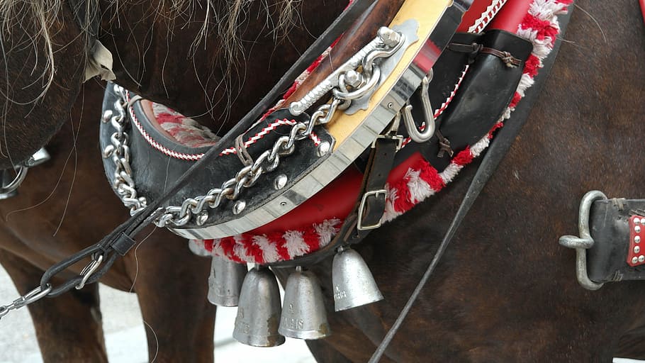 harness untuk kuda, kuda, tali kekang, binatang, naik, kuda rancangan, kontes, sabuk, kulit, tangkapan