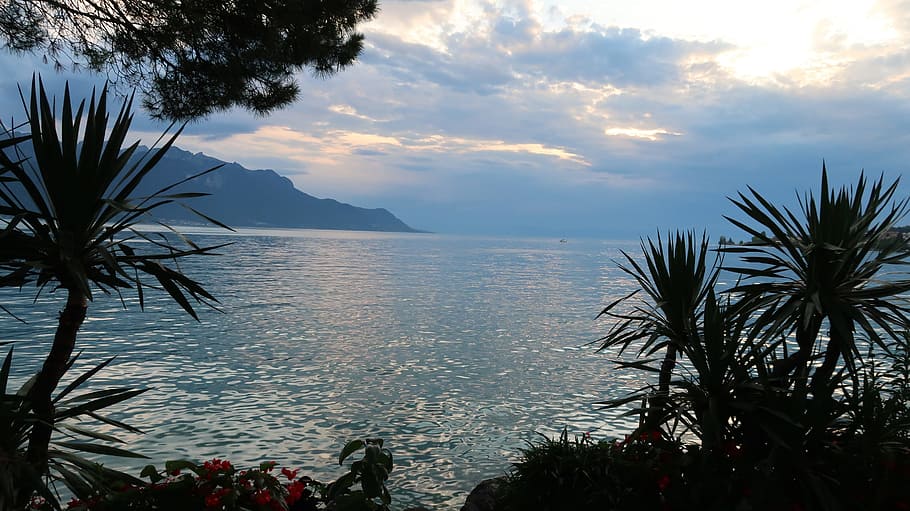 lake leman, montreux, suisse, sky, water, tree, beauty in nature, scenics - nature, sea, plant