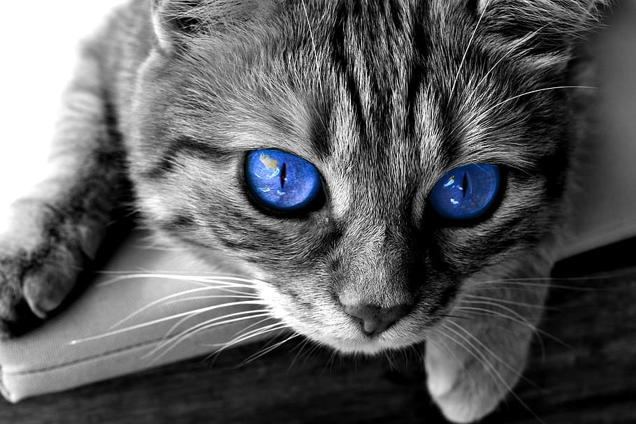 blue-eyed cats
