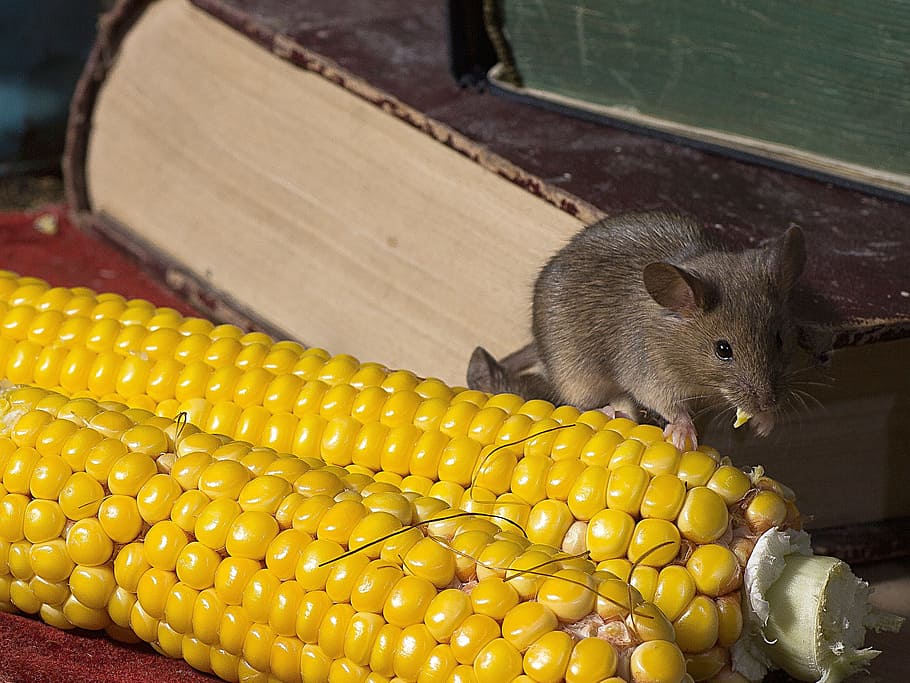 books, corn, mice, corn on the cob, wild, food, vegetable, food and drink, rodent, animal themes