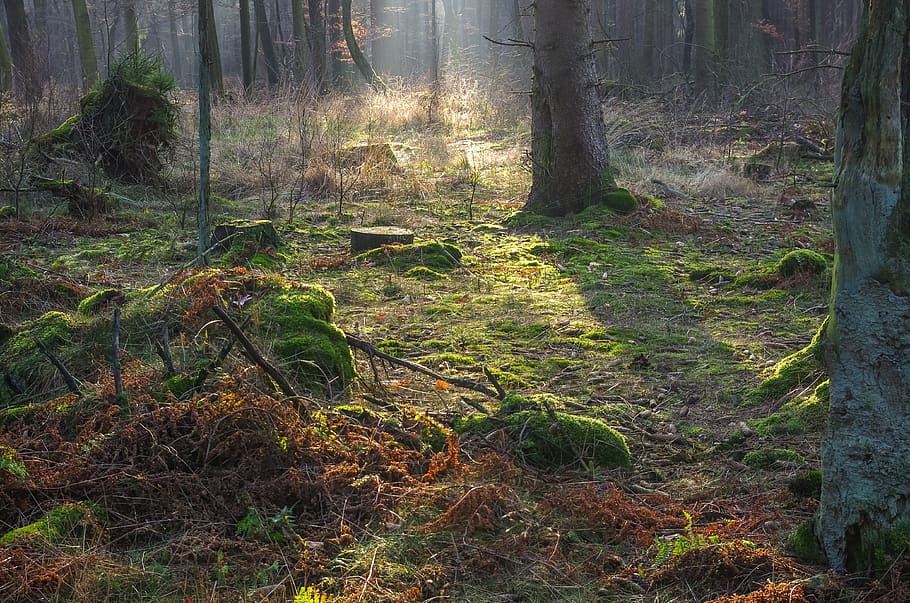 bosque, suelo del bosque, luz solar, otoño, morgenstimmung, árbol, tierra, planta, tronco de árbol, tronco