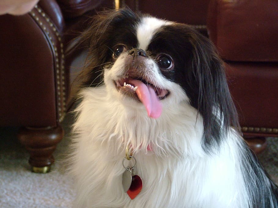 dog, japanese chin, tongue, sitting, portrait, pet, looking, black and white, collar, domestic